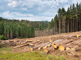 Clearcutting Spruce Trees in the Forest after bark beetle infestation - 779591725