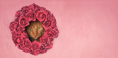 Cute red cat looking funny through a red rose flower wreath. Panoramic image with copy space.