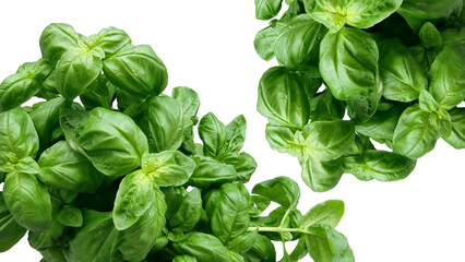Fresh basil leaves isolated on white background. Top view. Flat lay.