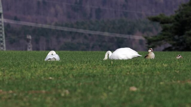 Swans and Egyptian geese in a green grass field