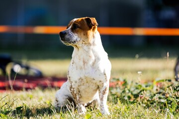 Side view of a brown and white Staffordshire Bull Terrier with brown spots in a park under sunlight