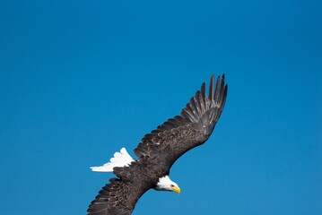Bald eagle flying high against a blue sky on a sunny day