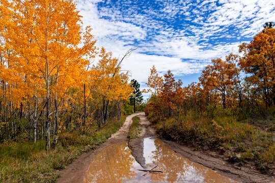 Scenic view of a road in a forest in Jemez mountains, New Mexico under a cloudy blue sky in autumn
