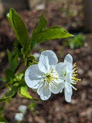 Fresh white cherry blossom against a bright blue sky
