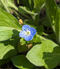 Blue flower Persian speedwell or Veronica persica on stem macro, selective focus, shallow DOF.