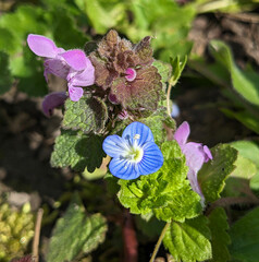 Blue flower Persian speedwell or Veronica persica on stem macro, selective focus, shallow DOF.