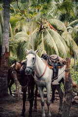 Vertical shot of white and brown horses standing, tied to palm trees