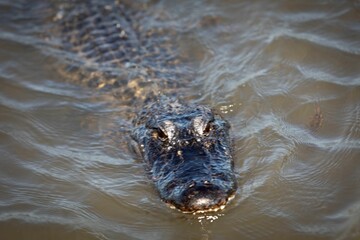 Alligator floating in the lake in Louisiana, United States