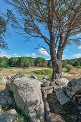 Trees near a lake in Spain