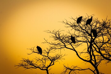 Black silhouettes of dry trees with vultures perched on sharp leafless branches under an orange sky - obrazy, fototapety, plakaty