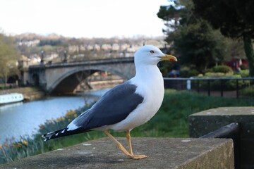 Closeup shot of a seagull near the river