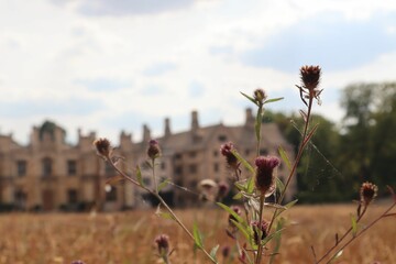Wild flower in the field with the Palace in Gatchina background - obrazy, fototapety, plakaty