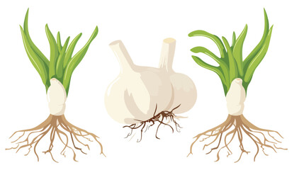 Garlic head with roots. Organic food. Isolated vector