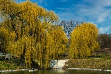 Landscape of Kurpark in Vienna showcasing a willow tilted towards a like under a beautiful blue sky © Wirestock