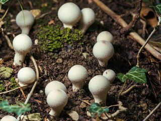 Closeup of common puffballs on the ground covered in grass under sunlight