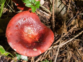 Closeup shot of a Russula mushroom in the forest - obrazy, fototapety, plakaty