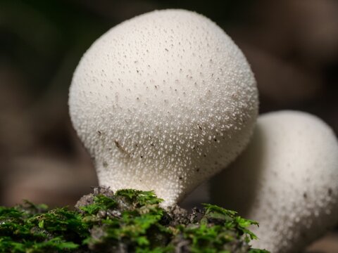 Closeup of common puffballs on the ground covered in grass under sunlight