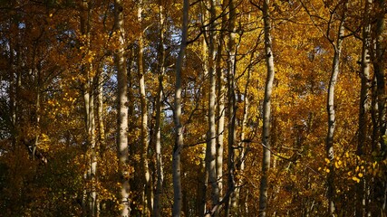Fototapeta premium Group of tall autumn trees with orange leaves in the forest