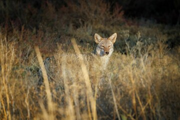 Coyote in the weathered valley