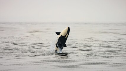 Young killer whale breaching the surface of the water