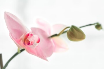 Closeup of a pink orchid isolated on white background