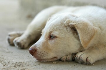 Closeup of a white labrador retriever lying on a ground