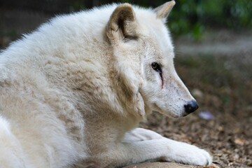 Obraz premium Closeup portrait of a beautiful white wolf sitting on a ground