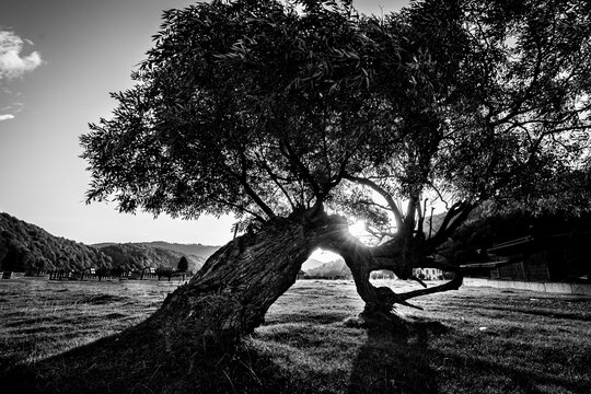 Beautiful shot of an old tree in black and white colors