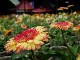 Foto op Plexiglas Closeup shot of gerbera flowers in the garden © Wirestock