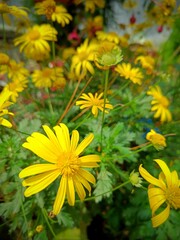 Closeup of  grey-leaved euryops in the garden (Euryops pectinatus)
