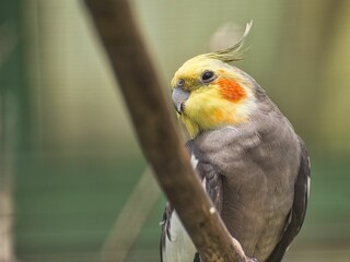 Closeup of a gray cockatiel. Nymphicus hollandicus.