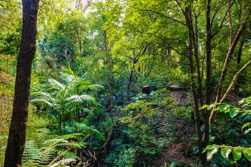 Fototapeta premium Scenic view of lush green nature in a jungle with exotic plants and vegetation in a daylight
