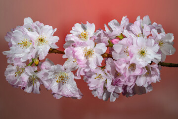 Cerisier d'Hiver