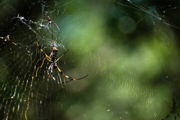 Closeup shot of the golden orb spider (Nephila) resting on the web on the blurred background
