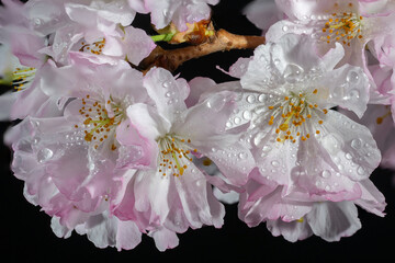 Cerisier d'Hiver