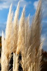 Vertical shot of Pampas grass growing in a field against a blue sky