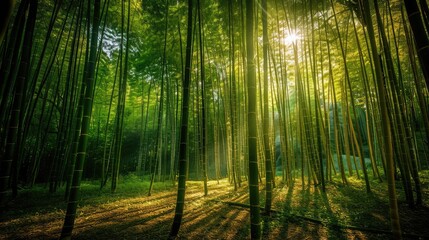 nature sunlight in forest in morning beautiful view 