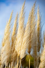 Vertical shot of Pampas grass growing in a field against a blue sky
