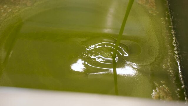 Freshly pressed organic extra virgin olive oil being filtered at the end of the production facility and being prepped for bottling in a facility in the region of Abruzzo in Italy.