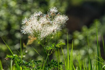 Closeup shot of white basil flowers isolated on a blurred background