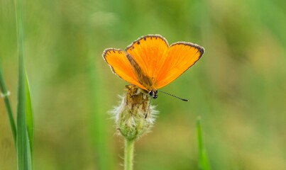Closeup shot of an orange butterfly on a white flower on a blurred background