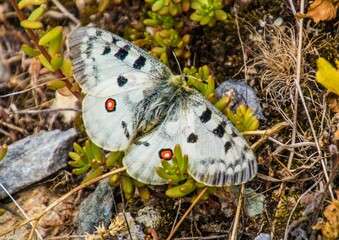 Closeup of a beautiful Apollo butterfly on grass ground