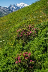 Vertical shot of landscape of green hiking with flowers in charamillon gondola alps, France