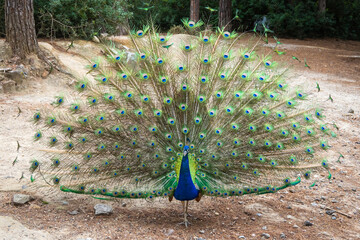Peacock spreading its beautiful colorful tail. Plaka Forest, located in the Plaka Region of Kos...