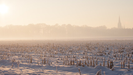 Maize stubble field covered with a layer of snow on a sunny day in wintertime