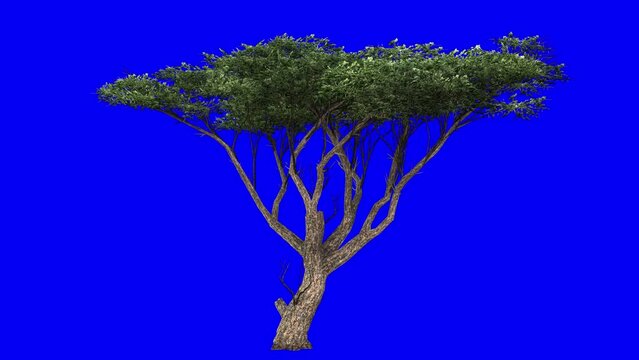3D acacia tree with wind effect on blue screen 3D animation. You can easily key out (remove) the blue screen with just one click using any video editor.