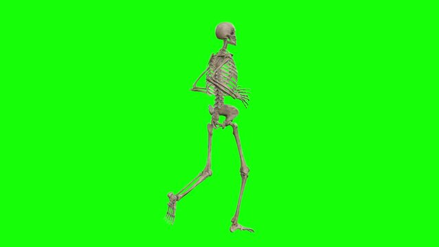 Skeleton Rotation Gif