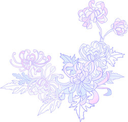 Curly chrysanthemum - a flower with leaves in lilac-lilac pastel colors on a transparent background. Digital illustration in Asian style for branding, scrapbooking, printing.
