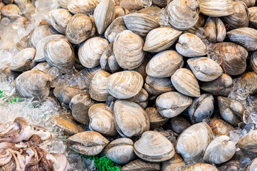 Fresh clam shell in the fish market.