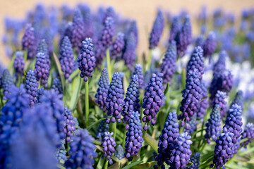 Different varieties of blue grape hyacinth muscari flowers in terracotta pots, photographed in springtime at the Wisley garden, Surrey UK.